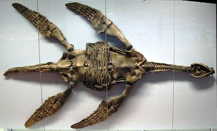 Plesiosaur skeleton